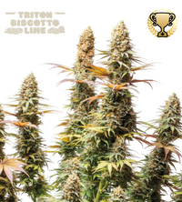 Triton Biscotto Lime© Semi di cannabis femminizzata