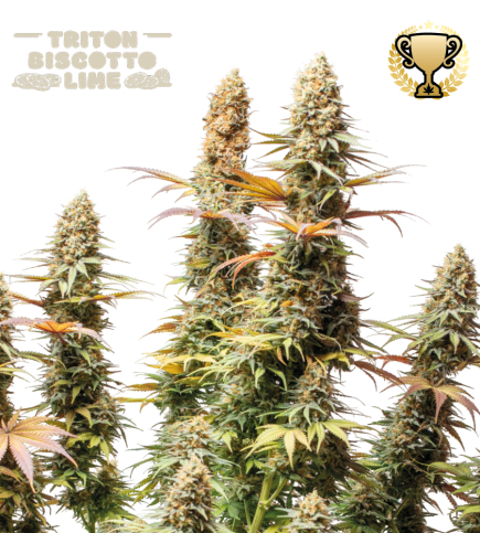 Triton Biscotto Lime© Semi di cannabis femminizzata