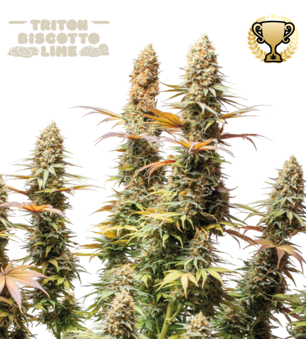 Triton Biscotto Lime© Semi di cannabis femminizzati