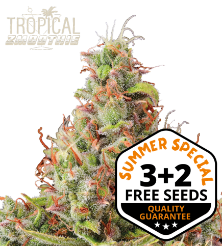 Tropical Zmoothie© Semi di cannabis autofiorenti