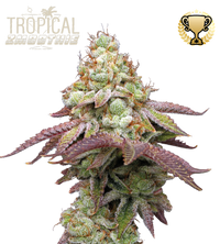 Tropical Zmoothie© Fem
