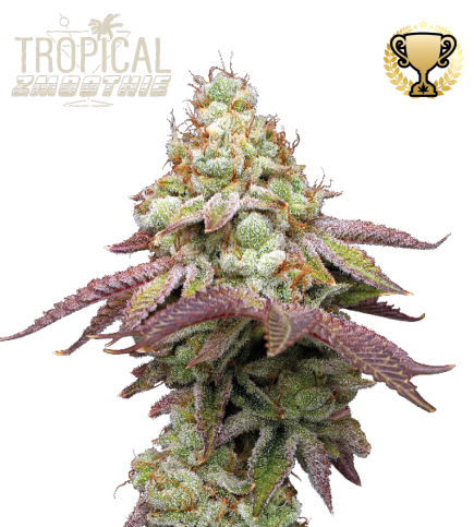 Tropical Zmoothie© Fem