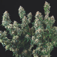Tutankhamon x Cookies USA
