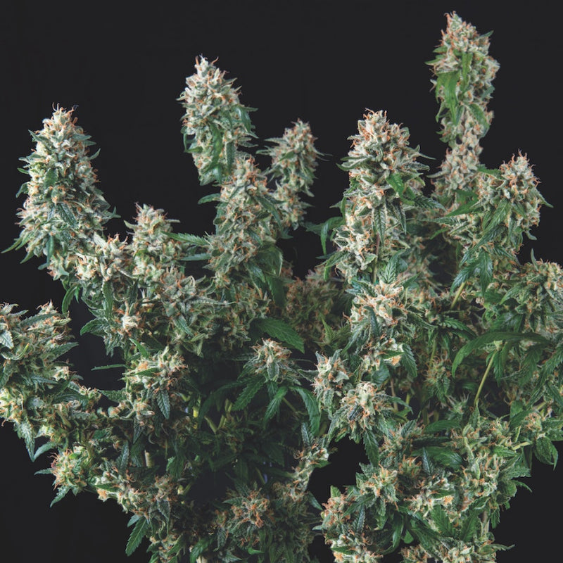 Tutankhamon x Cookies USA