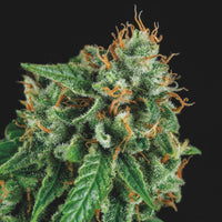 Tutankhamon x Gorila Glue