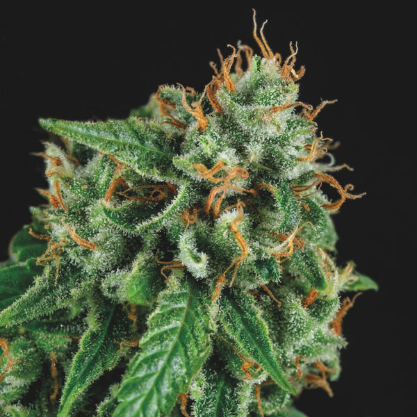 Tutankhamon x Gorila Glue