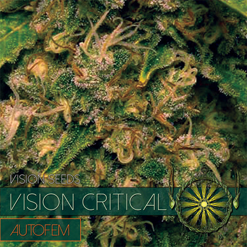 Vision Critical – AutoFem