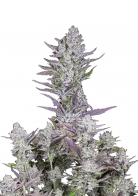 Wedding Glue Auto