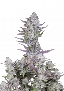 Wedding Glue Auto