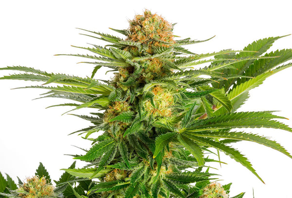 White Domina