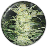 White Widow