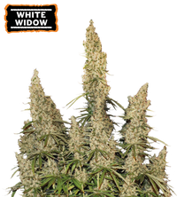 White Widow Semi di cannabis autofiorenti