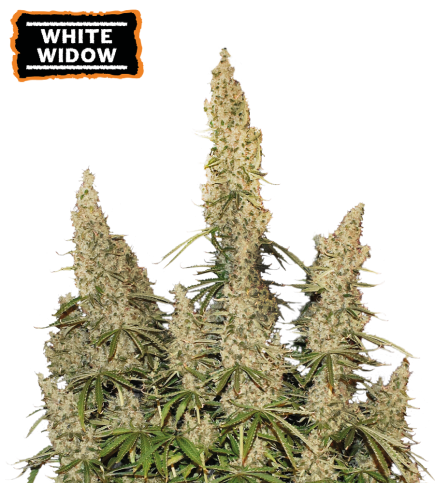White Widow Semi di cannabis autofiorenti
