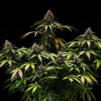 White Widow Auto