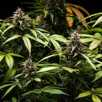 White Widow Auto