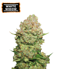 White Widow Semi di cannabis femminizzati