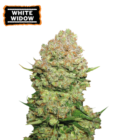 White Widow Semi di cannabis femminizzati