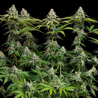 White Widow