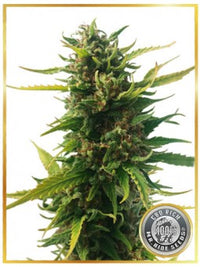 WITHOUT THC