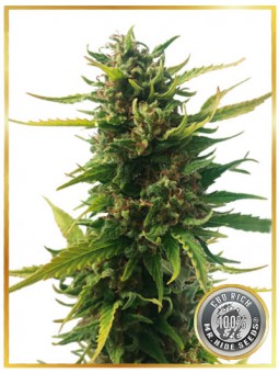 WITHOUT THC