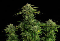 Zkittlez