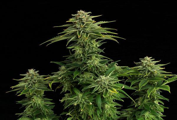 Zkittlez