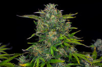 Zkittlez Auto