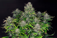 Zkittlez Auto