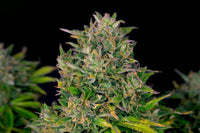 Zkittlez Auto