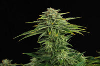 Zkittlez