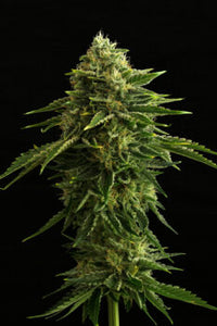 Zkittlez