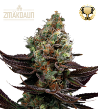 Zmäkdaun© Semi di cannabis femminizzati da esterno
