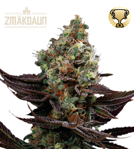 Zmäkdaun© Semi di cannabis femminizzati da esterno